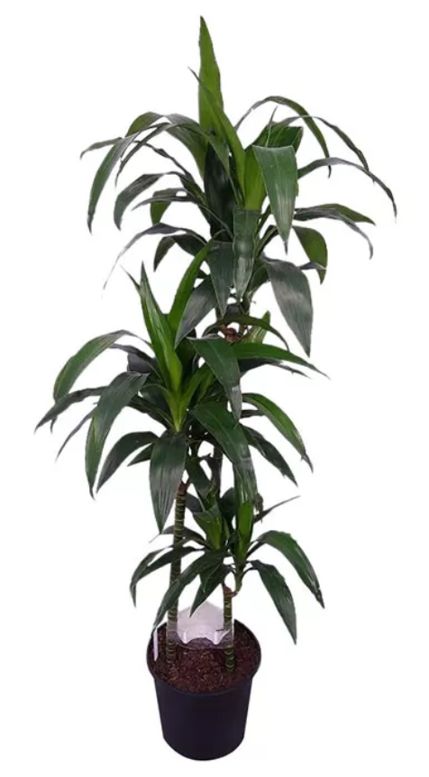 home decor gift ideas house plant