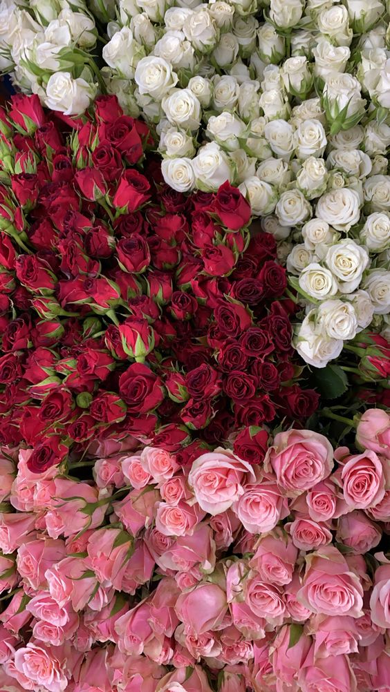 valentine's wallpaper bouquets of roses