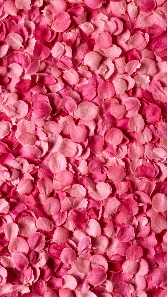 valentine's wallpaper flower petals