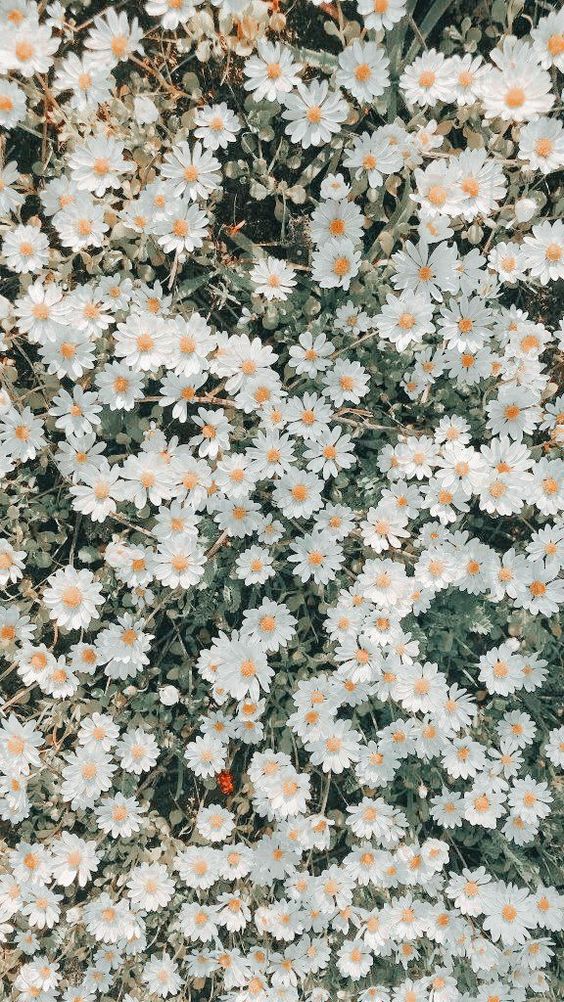 spring phone wallpaper daisies