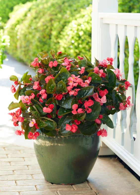 balcony plants