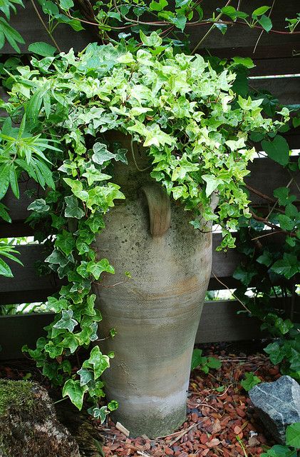 balcony plants