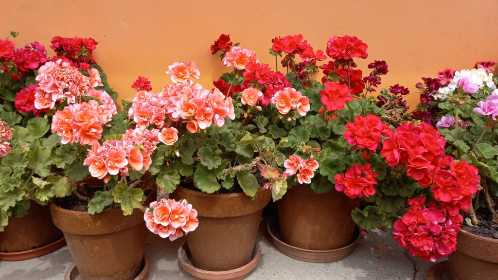 balcony plants