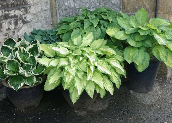 balcony plants