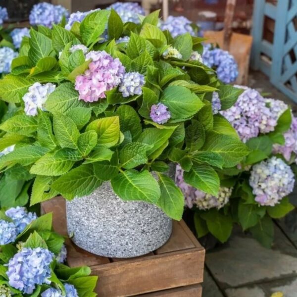 20 Perfect Balcony Plants We Know You’ll Love