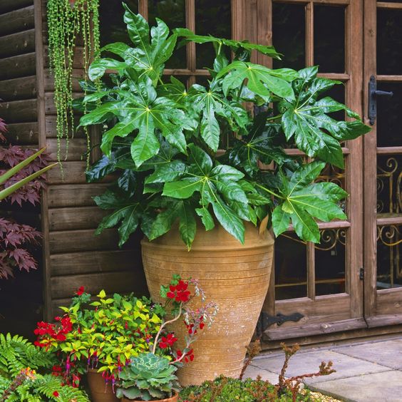 balcony plants