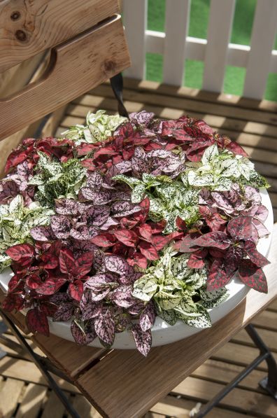 balcony plants