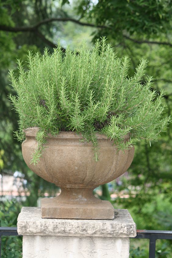 balcony plants